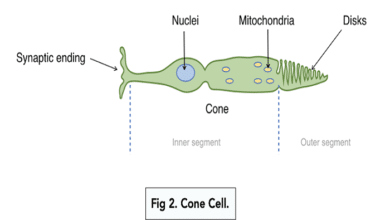 light receptor cell diagram educake