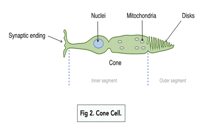 light receptor cell diagram educake